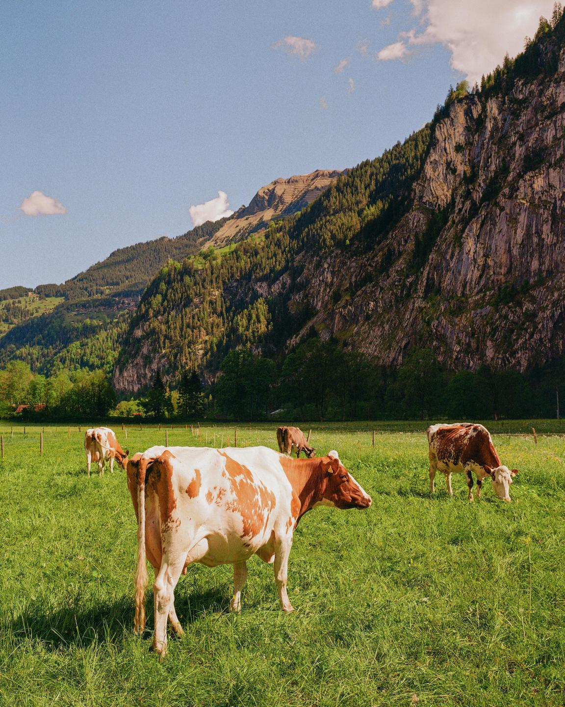 Several cows graze in a green pasture with a large, rocky mountain and forest in the background.