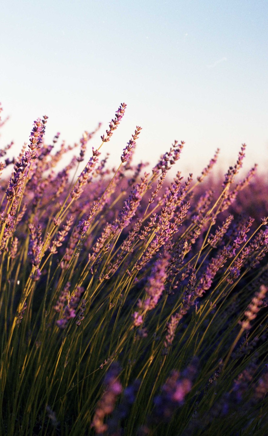 A field of purple lavender flowers is shown under a clear sky.