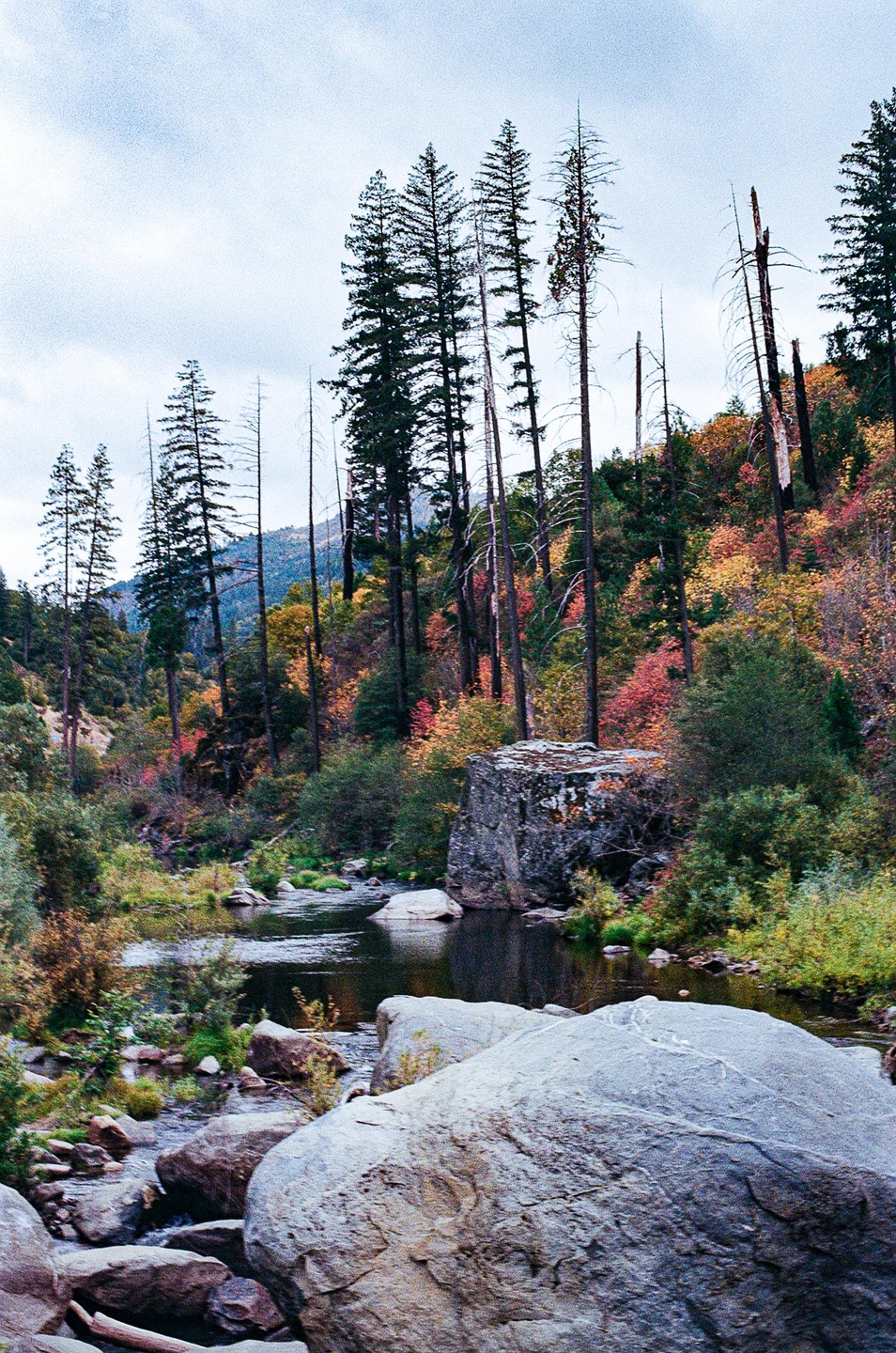 A river flows through a forest with tall trees and colorful autumn foliage.