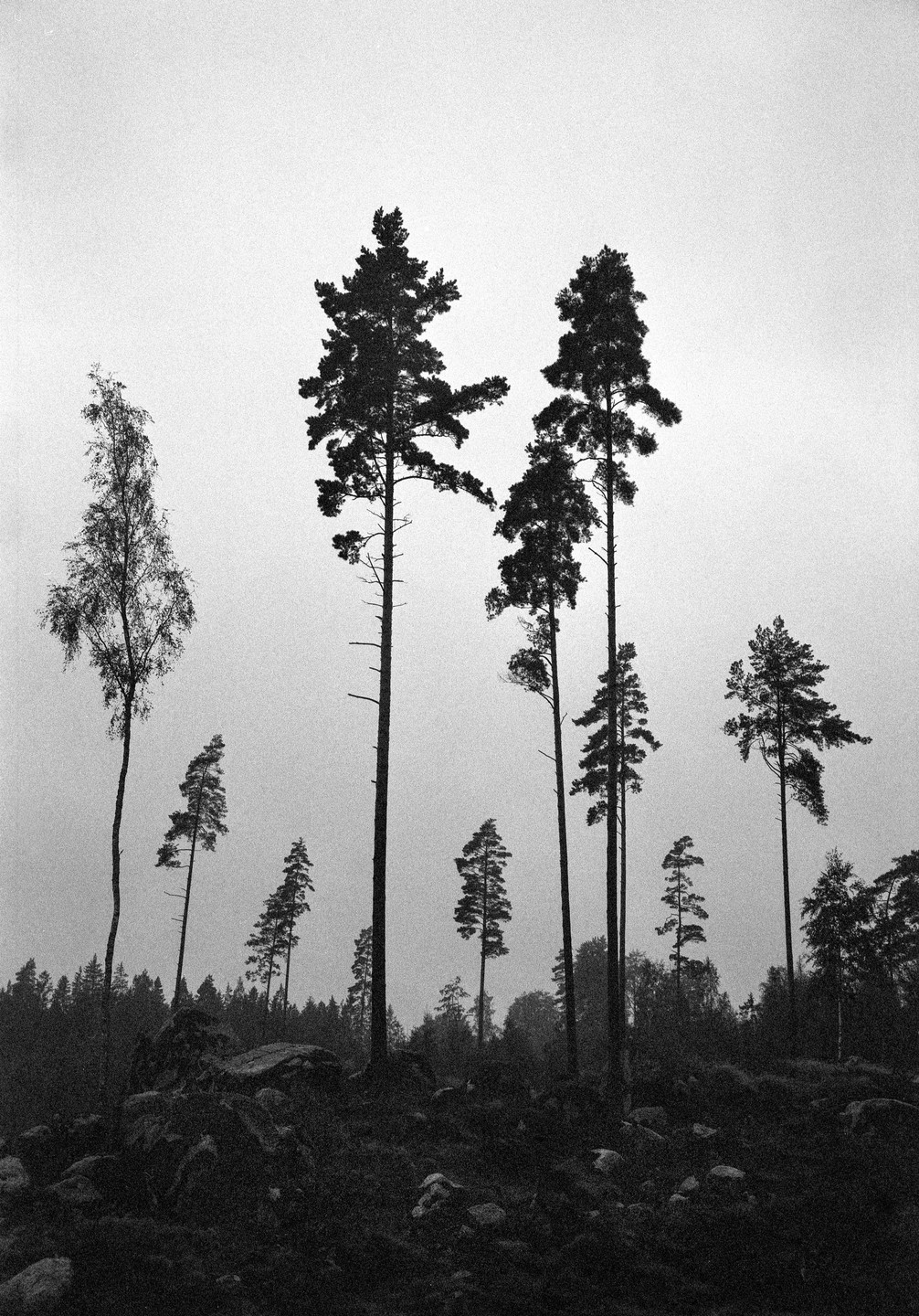 Tall pine trees stand on a rocky, forested hill under a bright sky.