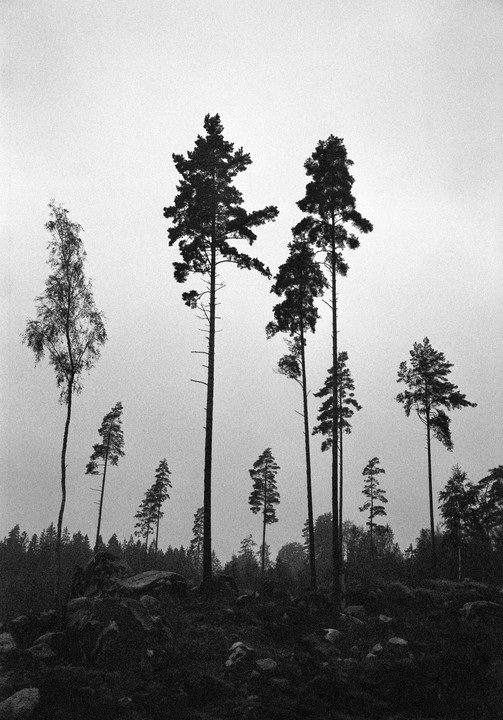 Tall pine trees stand on a rocky, forested hill under a bright sky.