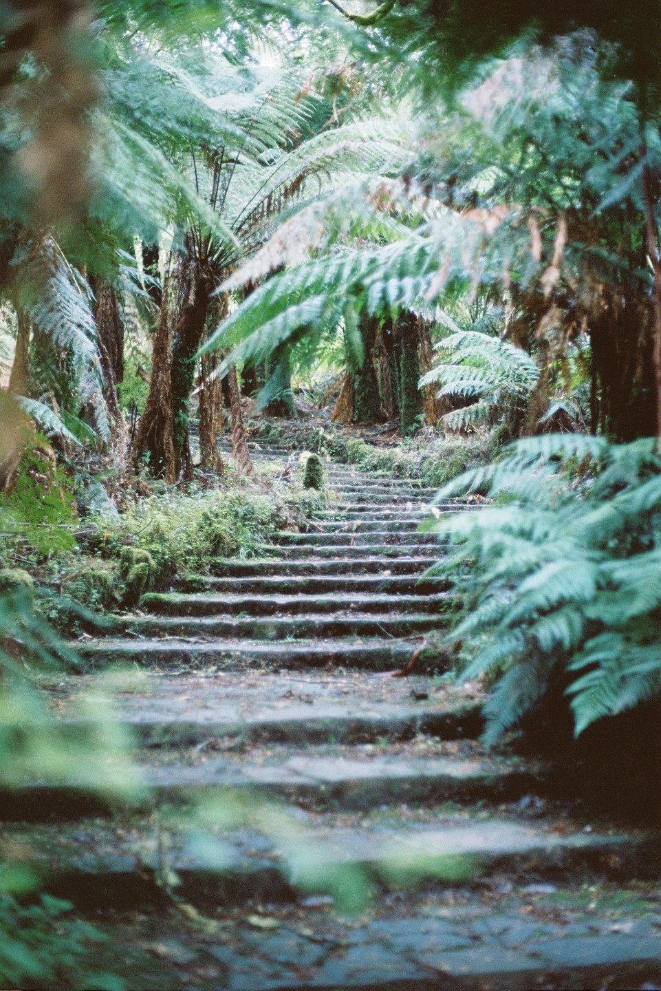 A stone staircase leads up through a dense forest of ferns and trees.