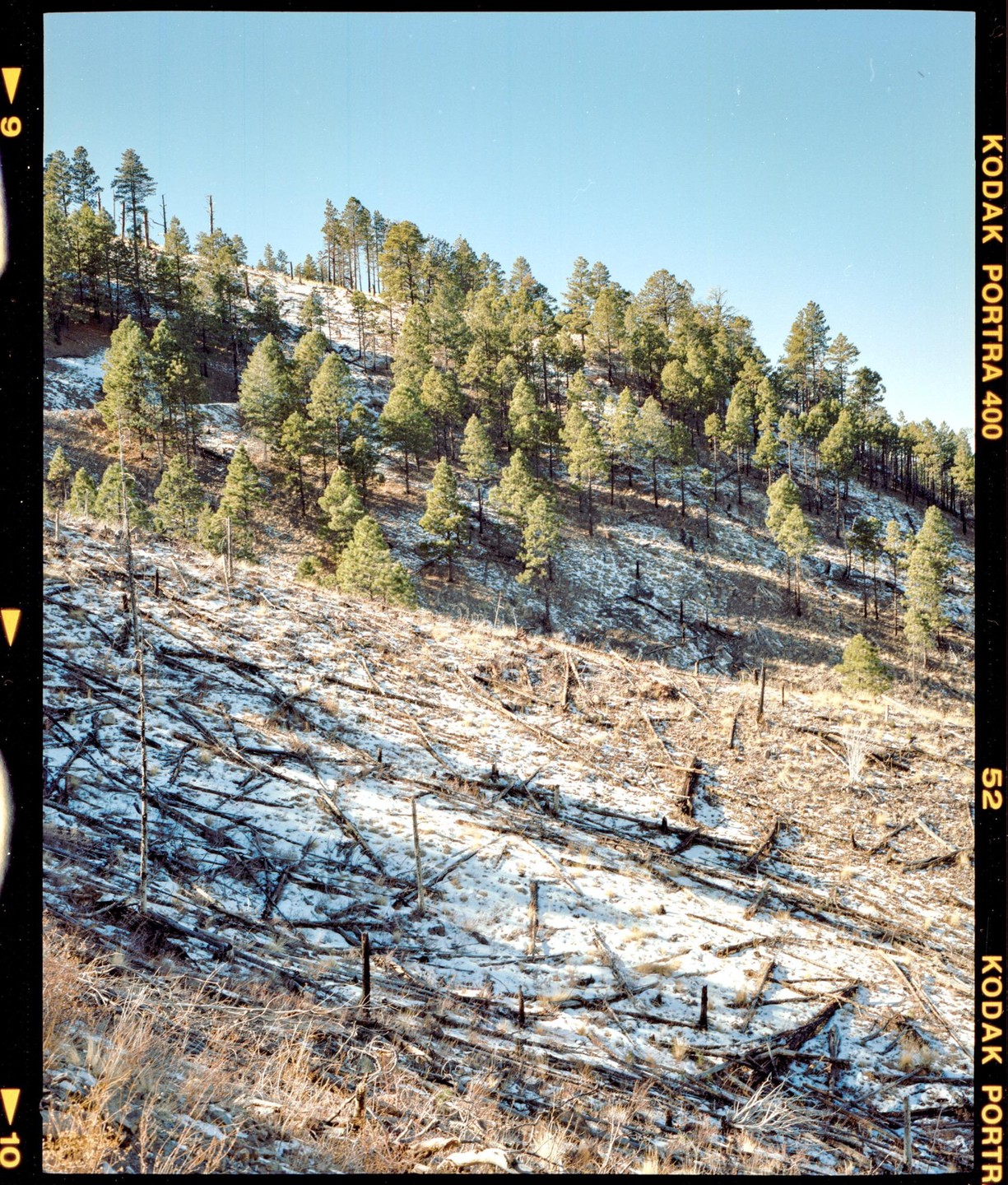 A snowy hillside is covered in fallen trees and new growth.