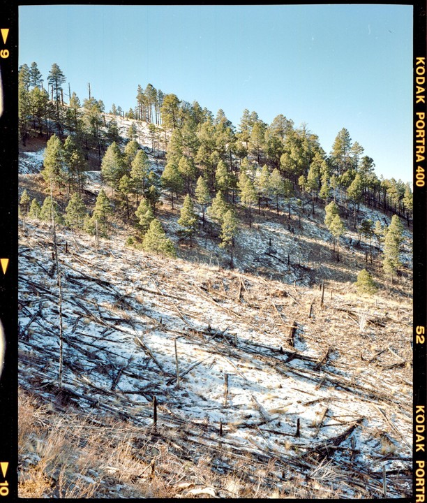A snowy hillside is covered in fallen trees and new growth.