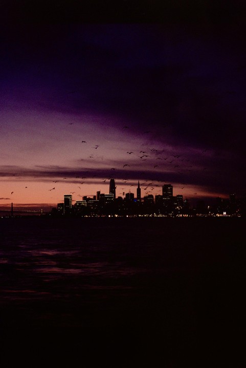 A flock of birds flies over a city skyline at dusk, with a bridge visible in the distance.