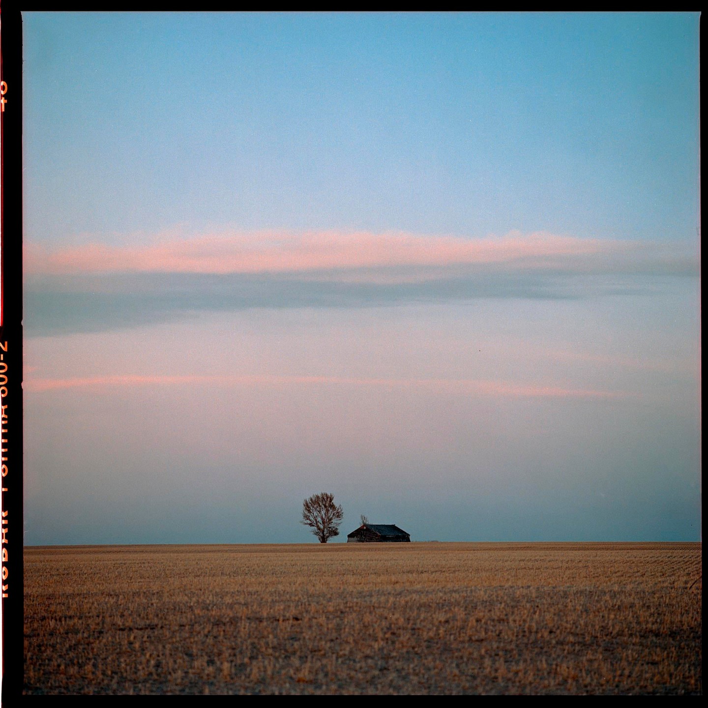 A lone tree stands next to a small building in a vast field under a sky with pink clouds.