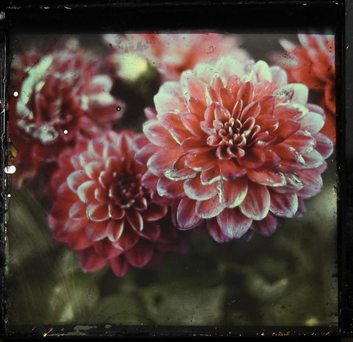 A close-up shot shows several red dahlia flowers with white edges on their petals.