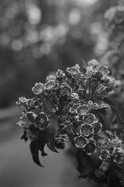 A cluster of small, star-shaped flowers with visible stamens is shown in black and white.