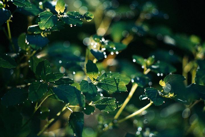 Dew drops glisten on green leaves in the morning light.