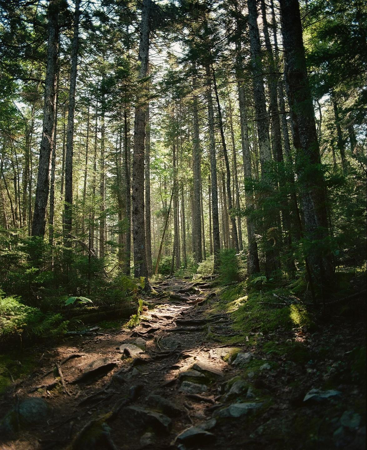 A narrow, rocky path winds through a dense forest with tall trees and dappled sunlight.