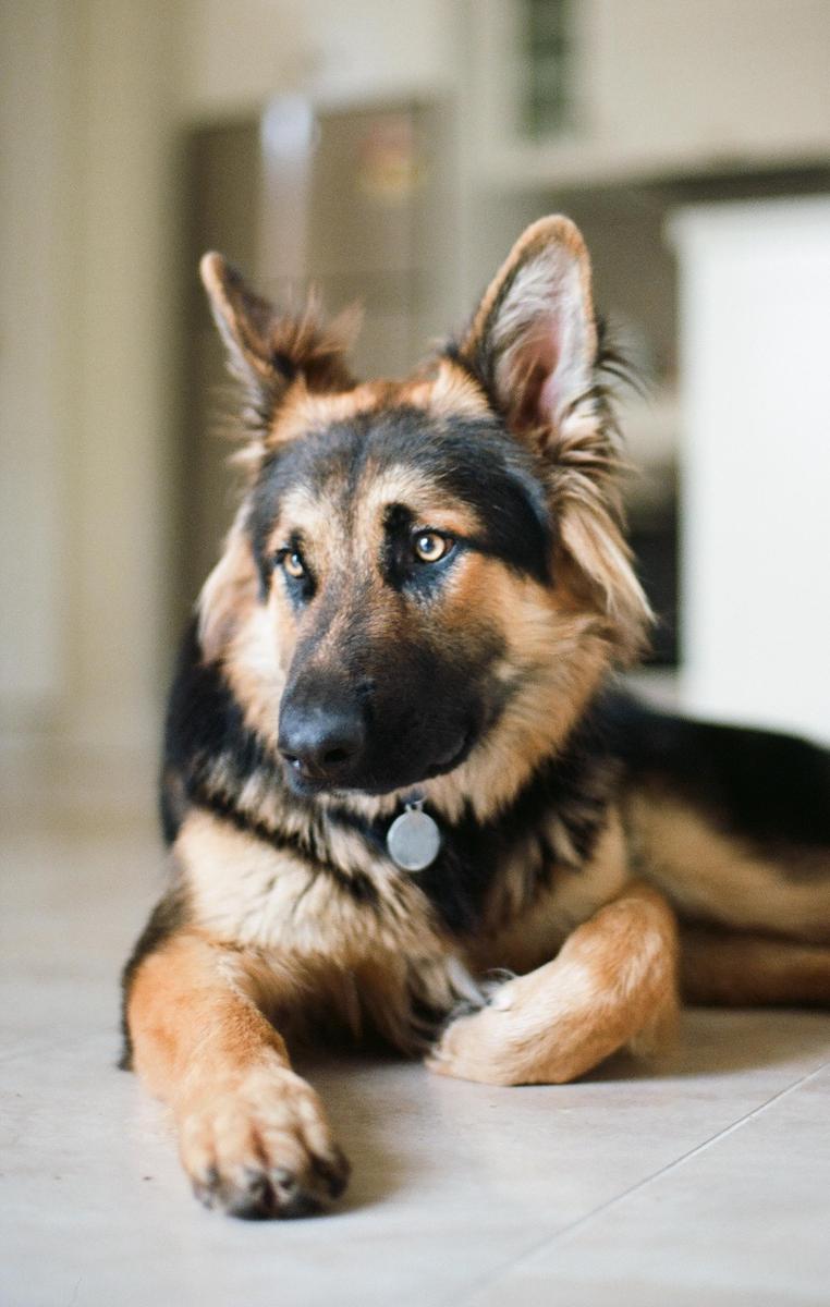 A German shepherd dog with a collar and tag lies on a tiled floor.