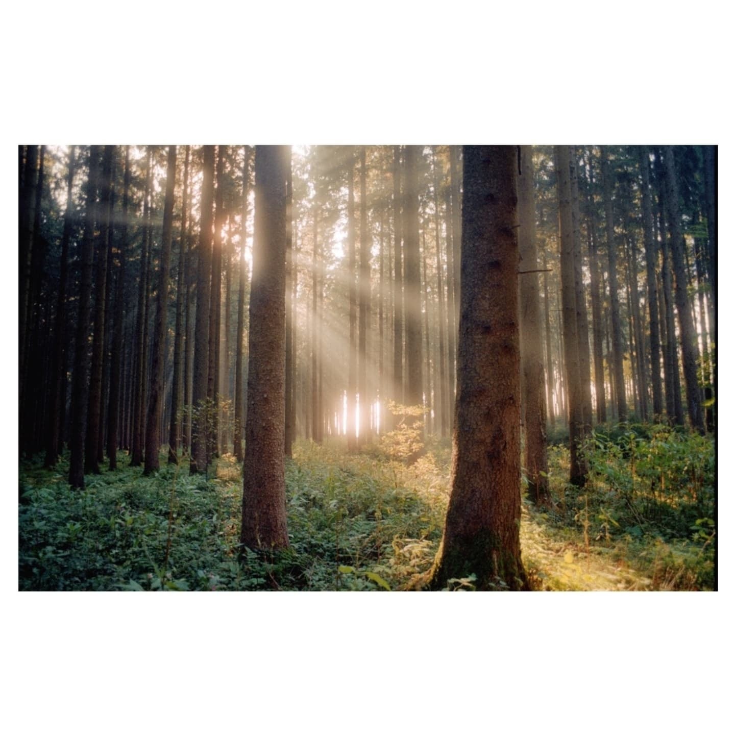 Sunlight streams through a dense forest, illuminating the undergrowth and creating a hazy atmosphere.
