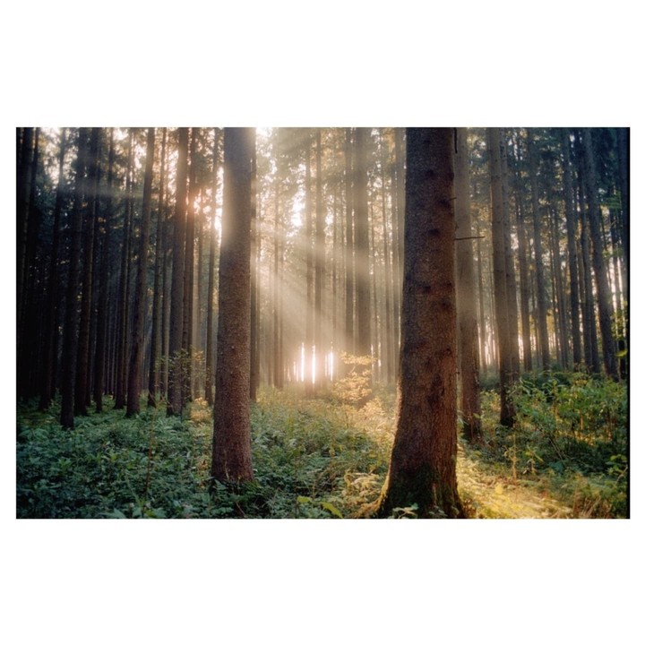 Sunlight streams through a dense forest, illuminating the undergrowth and creating a hazy atmosphere.