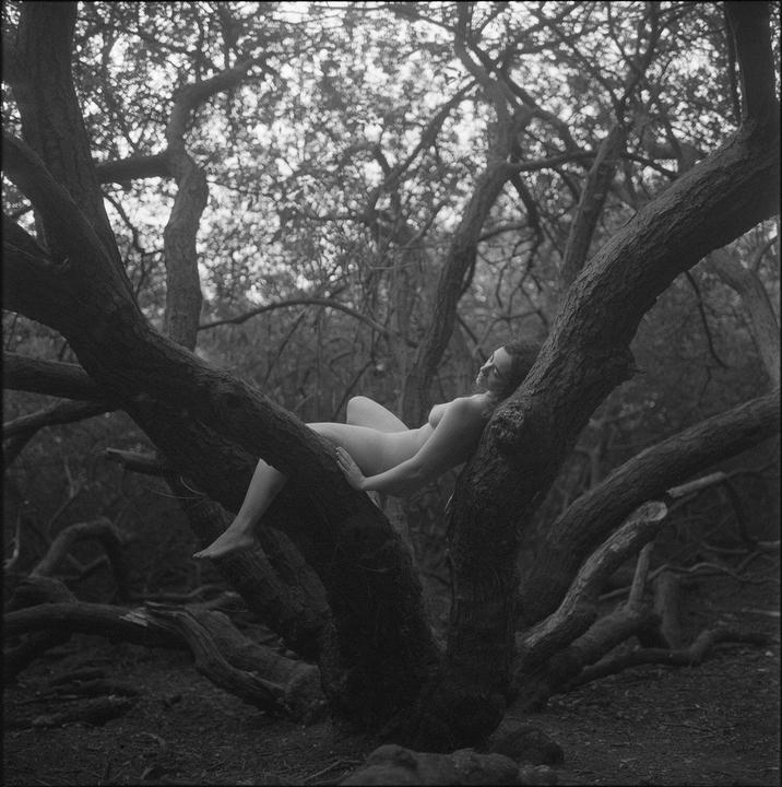 A nude woman reclines on a tree branch in a forest.