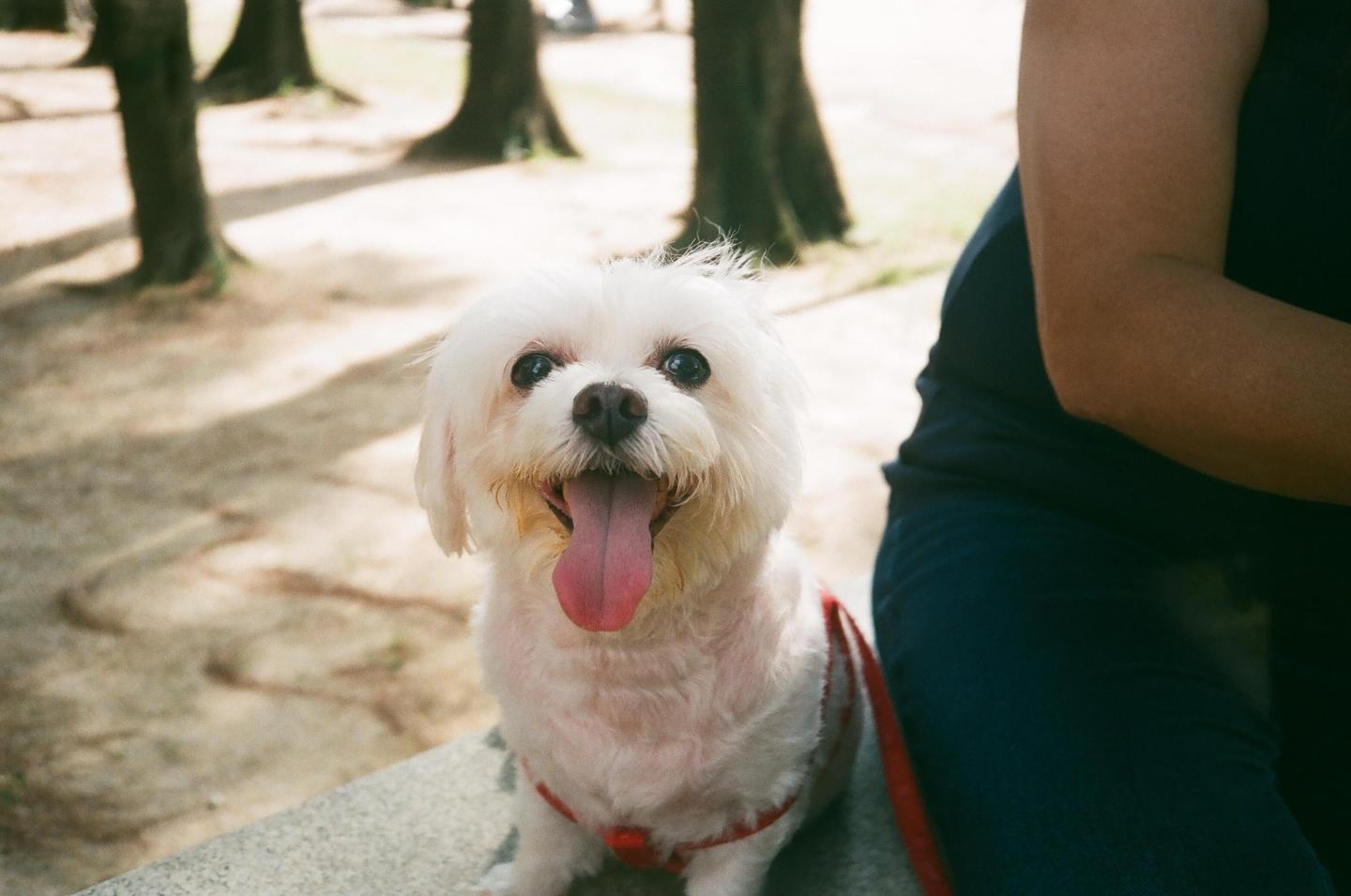 A small white dog with its tongue out sits next to a person in a park.