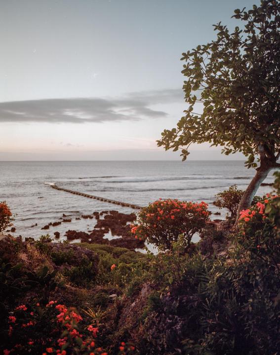 A tree and flowering bushes frame a view of the ocean with a rocky shore and a pier extending into the water.