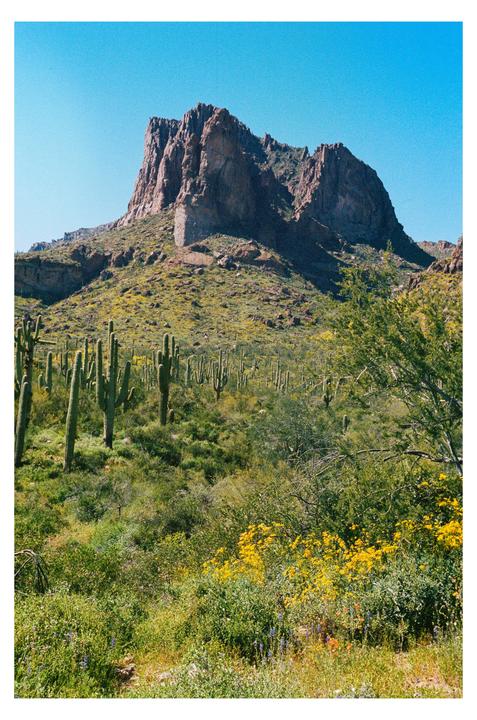 A desert landscape features a large mountain, saguaro cacti, and yellow wildflowers under a clear blue sky.