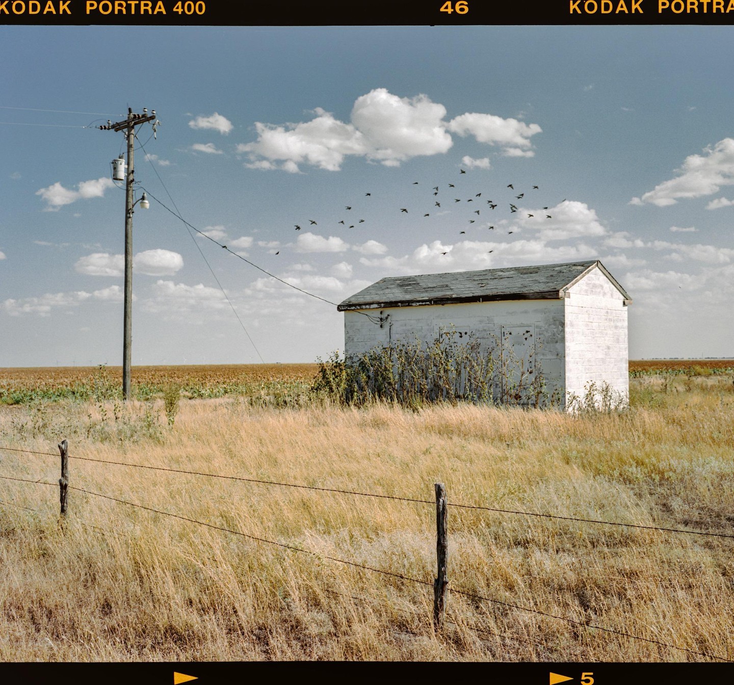 A small white building stands in a field of tall dry grass under a blue sky with scattered clouds and a flock of birds.