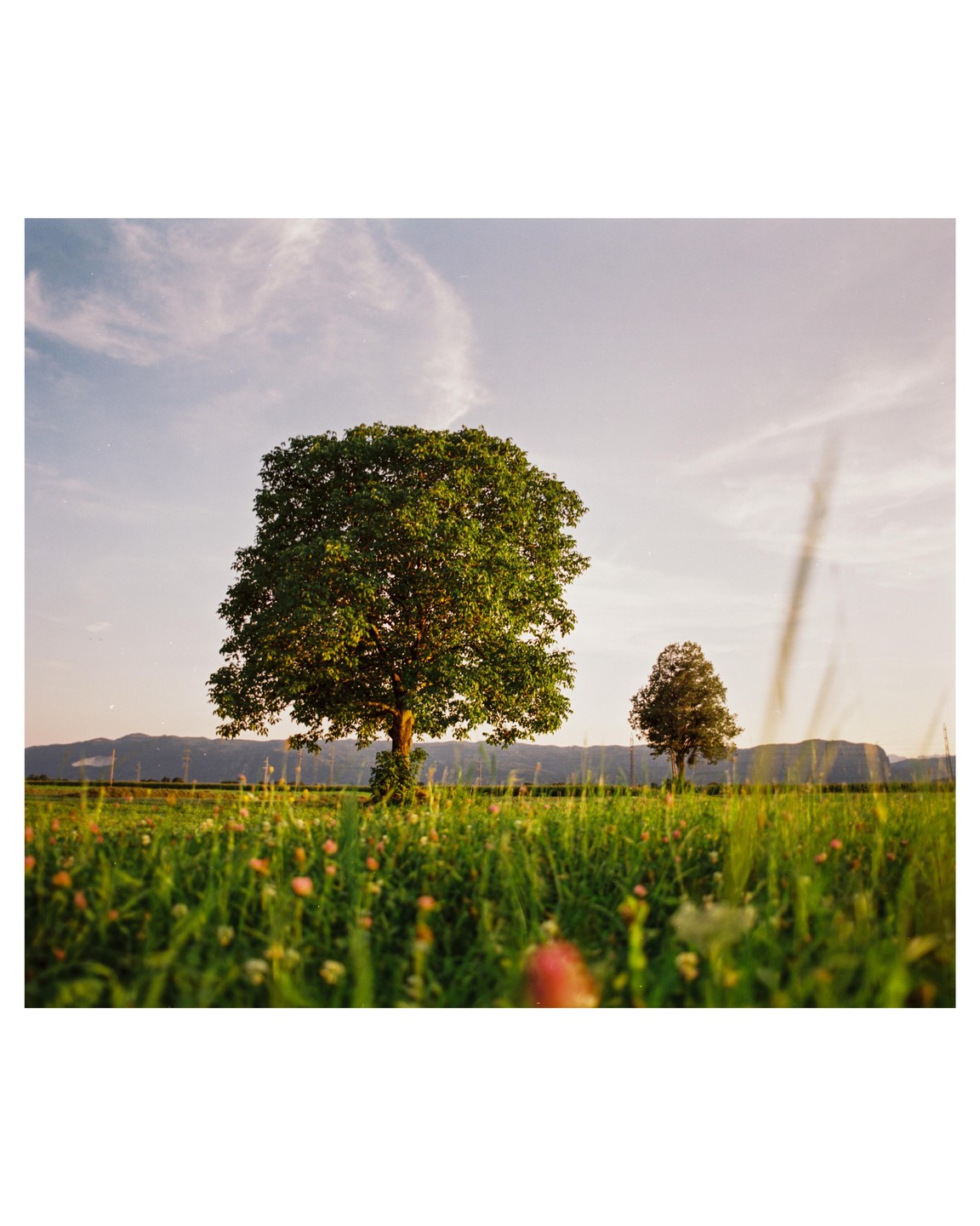 Two trees stand in a field of tall grass and wildflowers with mountains in the distance under a golden hour sky.