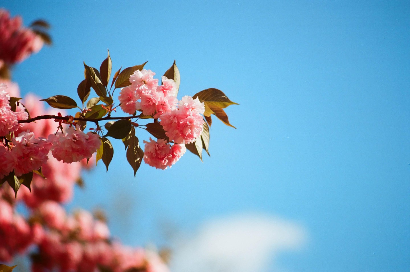 A branch of pink cherry blossoms with green leaves extends across a bright blue sky.