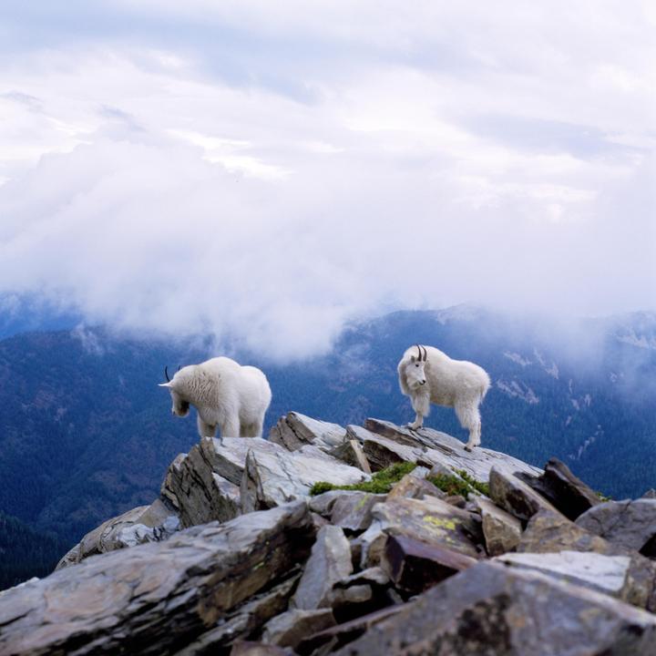Two mountain goats stand on a rocky peak with a cloudy, mountainous landscape in the background.
