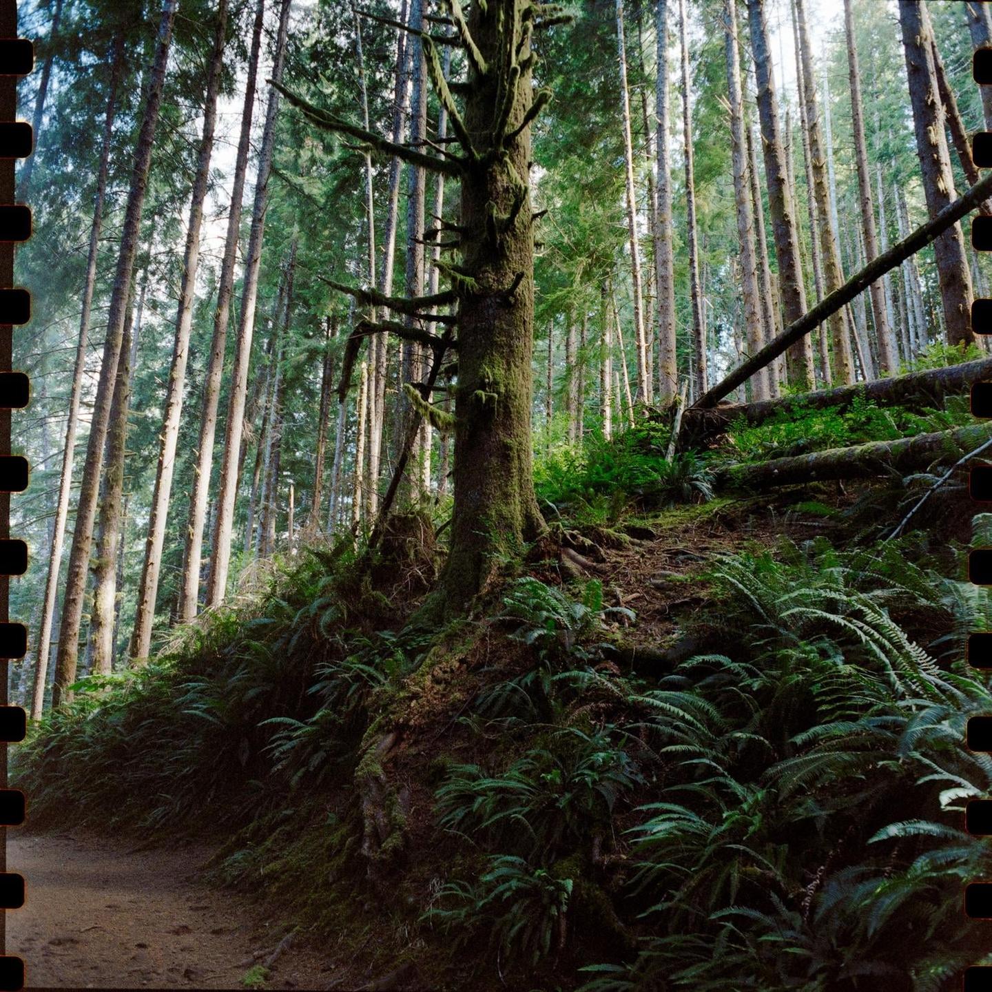 A moss-covered tree stands prominently on a hillside in a dense forest with a dirt path winding through the foreground.