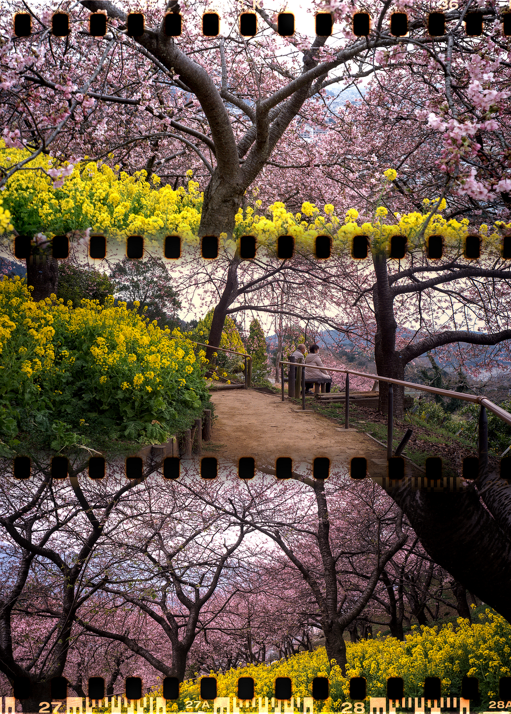A couple sits on a bench on a dirt path surrounded by pink blossoms and yellow flowers.