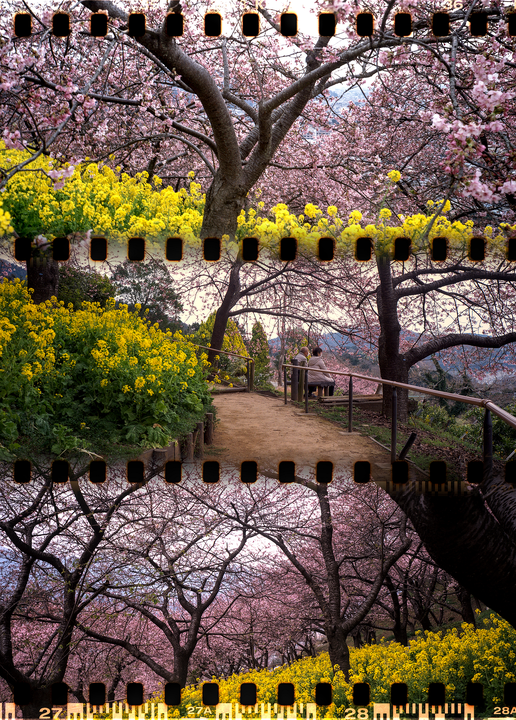 A couple sits on a bench on a dirt path surrounded by pink blossoms and yellow flowers.