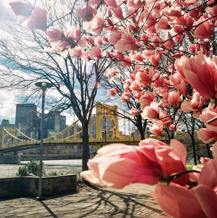 Pink blossoms frame a view of a yellow bridge over a river with a city skyline in the background.