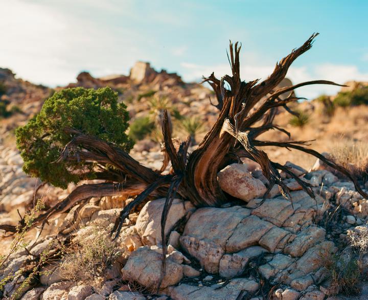 A small tree with green foliage and gnarled branches grows among rocks in a desert landscape.