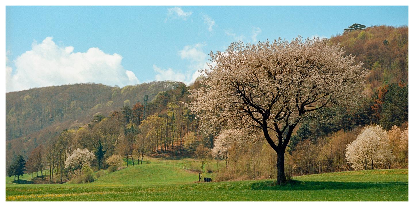 A large tree with white blossoms stands in a green field with hills and a forest in the background under a blue sky with clouds.