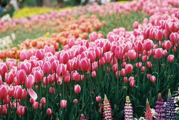 A field of pink and orange tulips is shown with some purple flowers in the foreground.