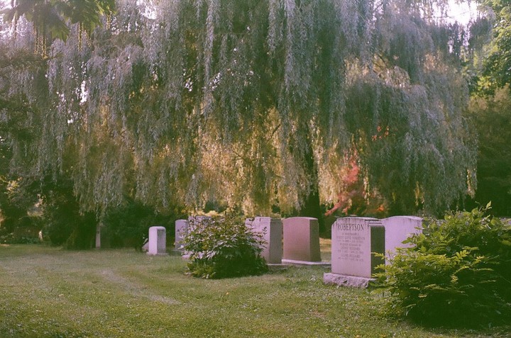 Several gravestones are visible in a cemetery with a large weeping willow tree in the background.
