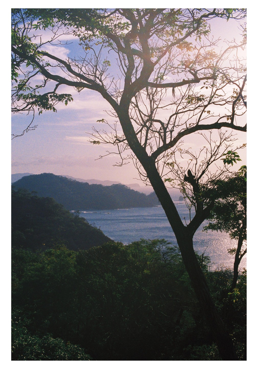 A tree with bare branches stands in the foreground, overlooking a bay with mountains in the distance at sunset.