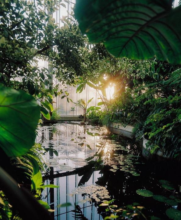 Sunlight streams through the glass ceiling of a greenhouse, illuminating a pond filled with lily pads and surrounded by lush foliage.