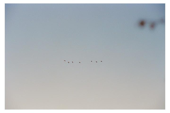 A flock of birds flies across a pale blue sky.