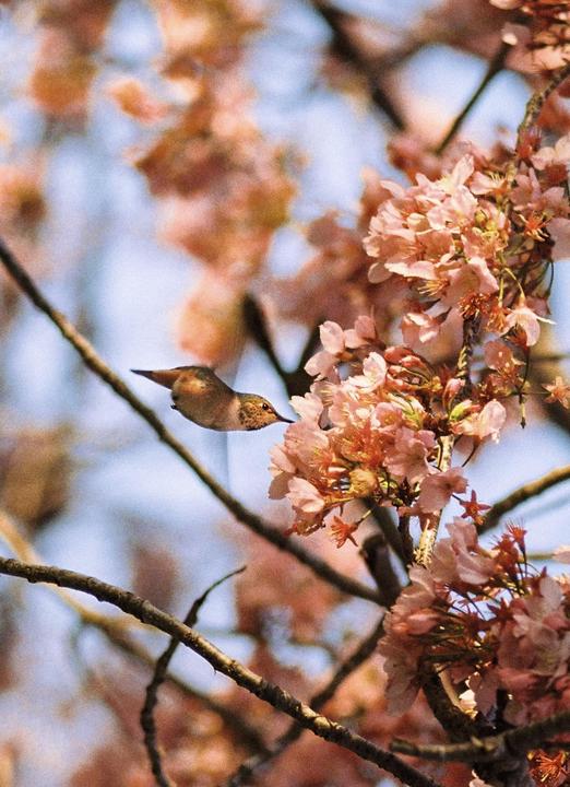 A hummingbird hovers near pink blossoms on a tree branch.