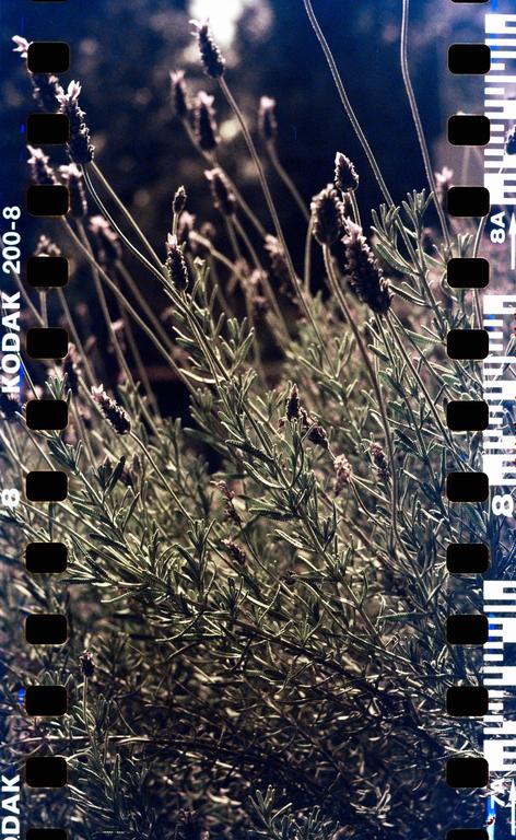 A close-up shot shows lavender plants with film borders on the left and right sides.
