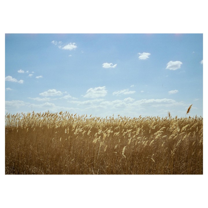 A field of tall, golden grass sways under a blue sky with scattered white clouds.