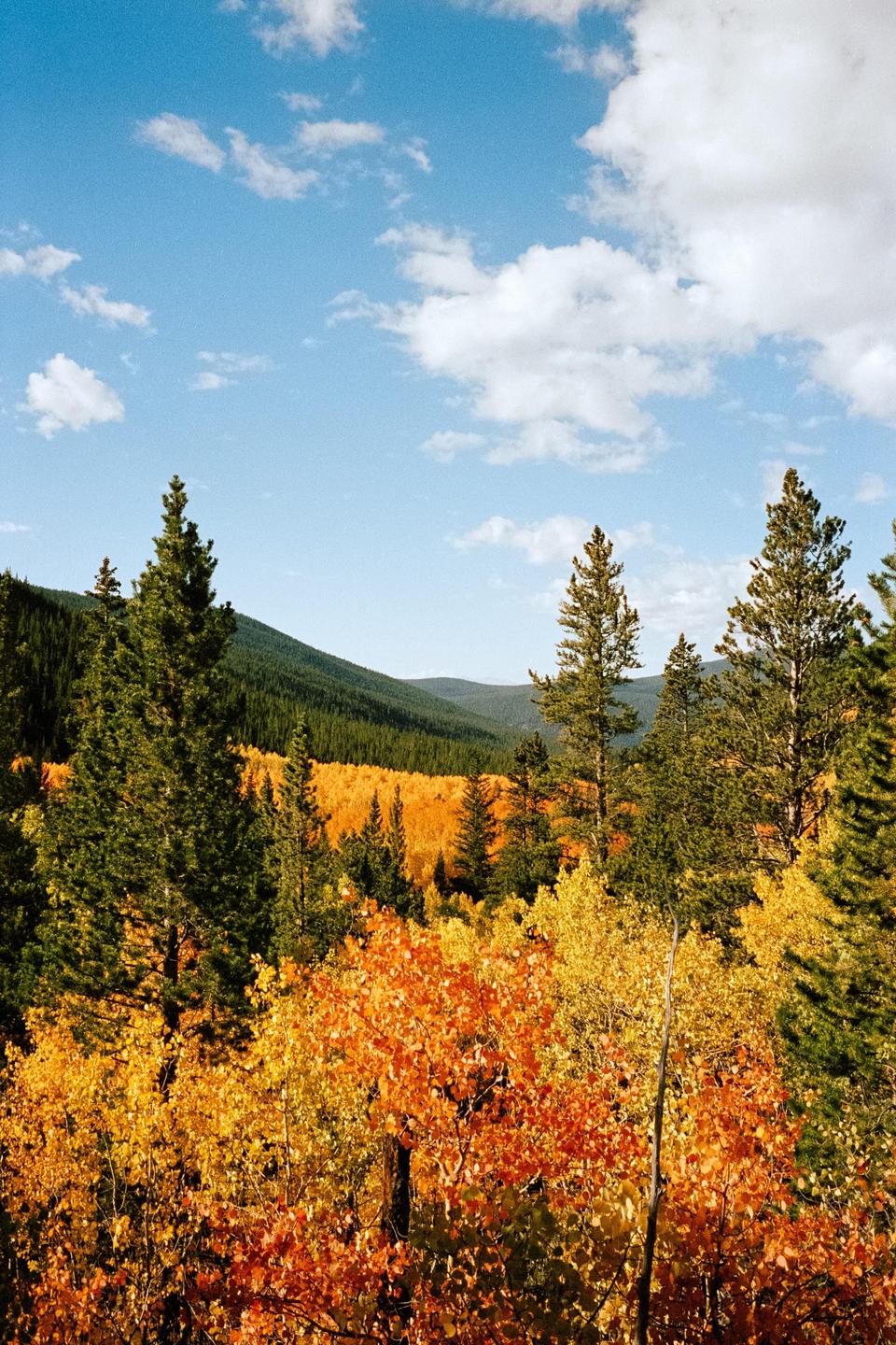 A forest of green pine trees and yellow and orange autumn foliage covers a mountain landscape under a blue sky with white clouds.