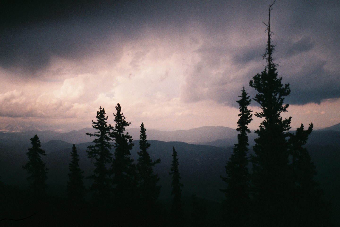 Silhouetted pine trees stand against a cloudy sky with mountains in the background.
