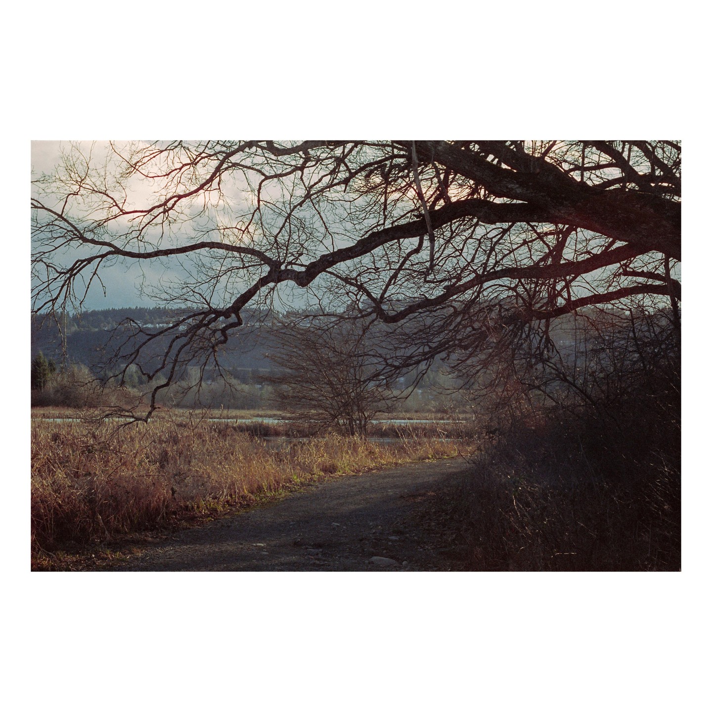 A path leads through a marsh with a large, bare tree branch overhead and hills in the distance.