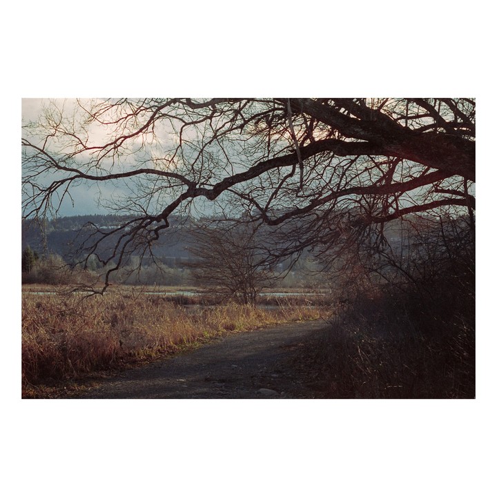 A path leads through a marsh with a large, bare tree branch overhead and hills in the distance.