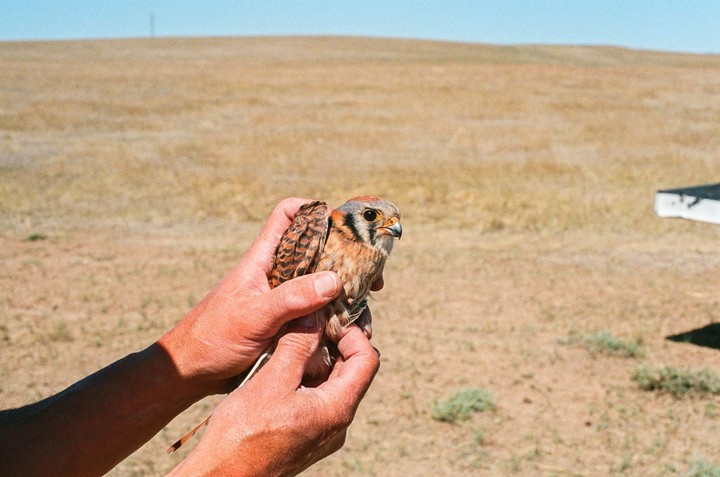A person holds a small kestrel in their hands in a dry, grassy field.