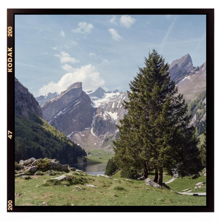 A large evergreen tree stands in a grassy field overlooking a lake and snow-capped mountains under a blue sky.