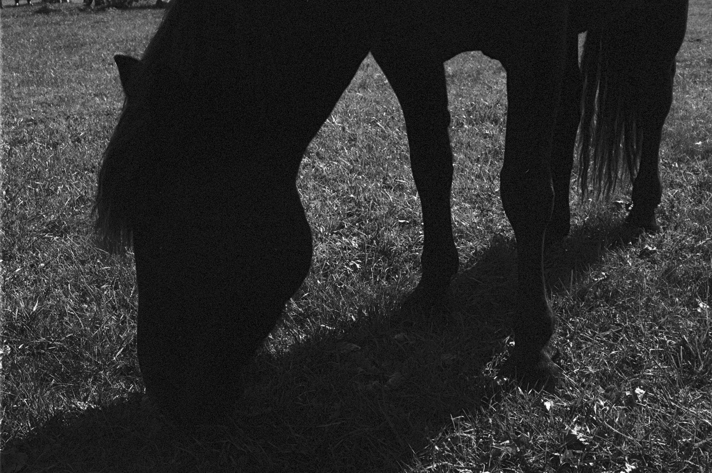 A horse grazes in a field, its body silhouetted against the bright grass.