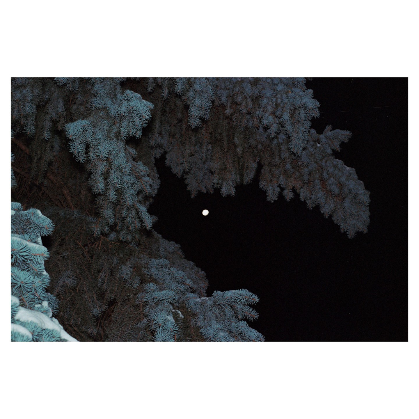 A full moon is visible through the branches of a snow-dusted pine tree at night.