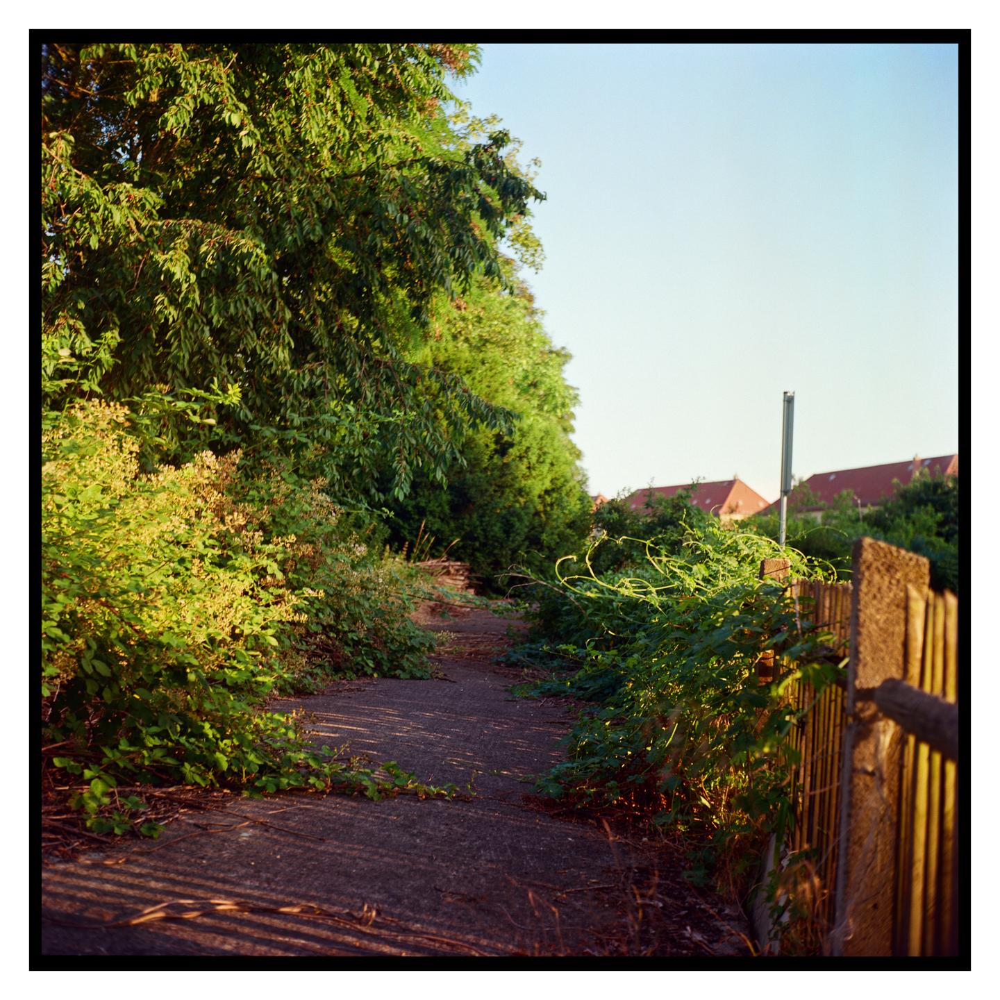 A narrow path is overgrown with green foliage and bordered by a wooden fence under a clear sky.