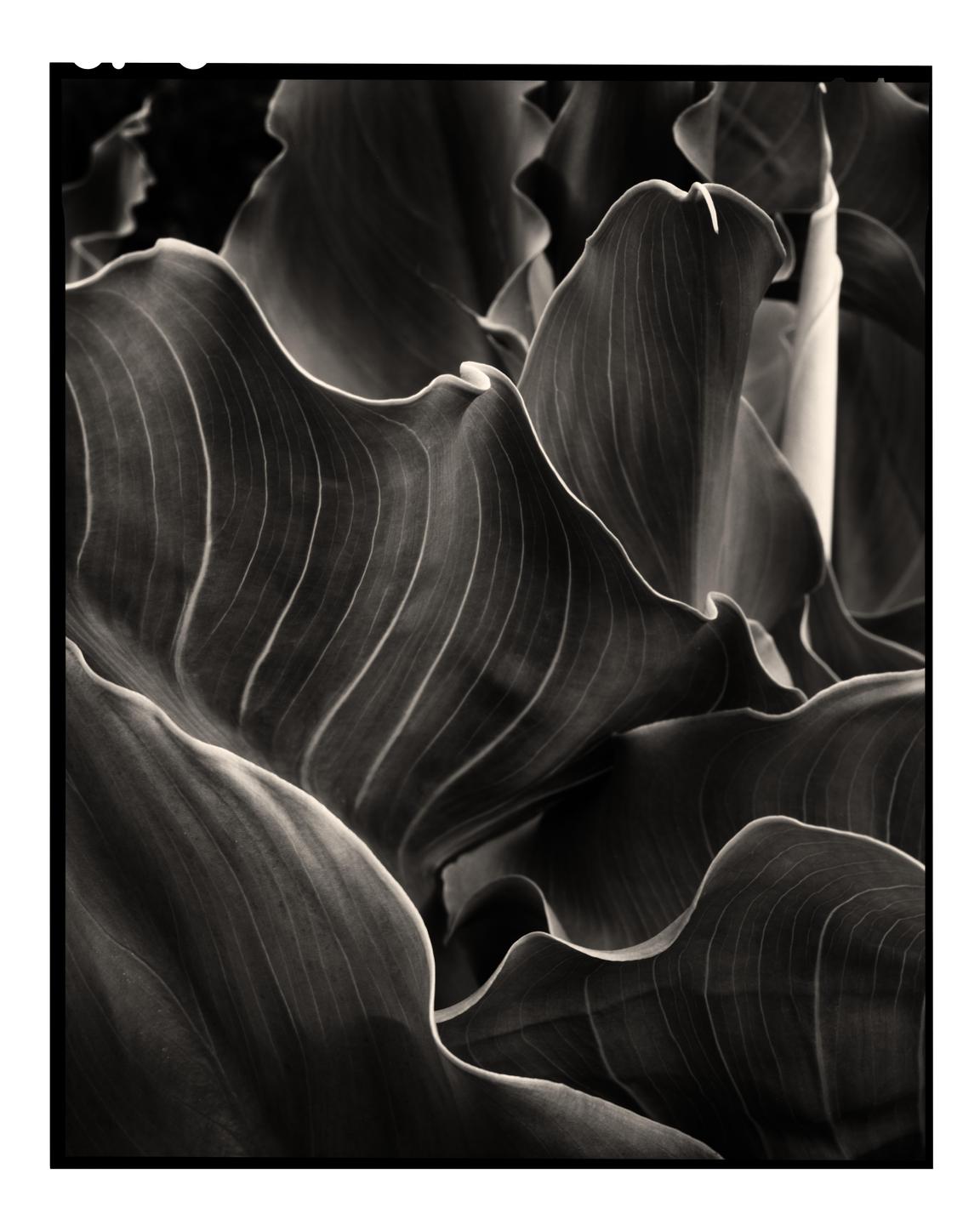 A close-up, monochrome shot shows the wavy leaves of a calla lily.