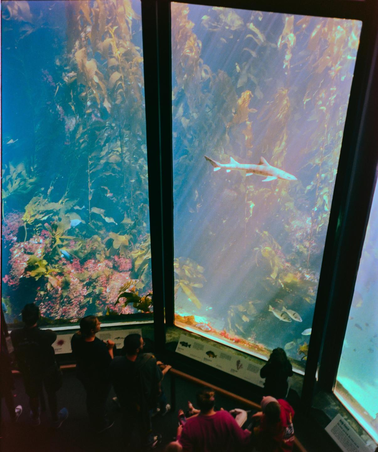 People look at a shark swimming in a large aquarium tank filled with kelp.